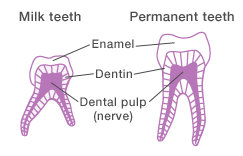 baby teeth